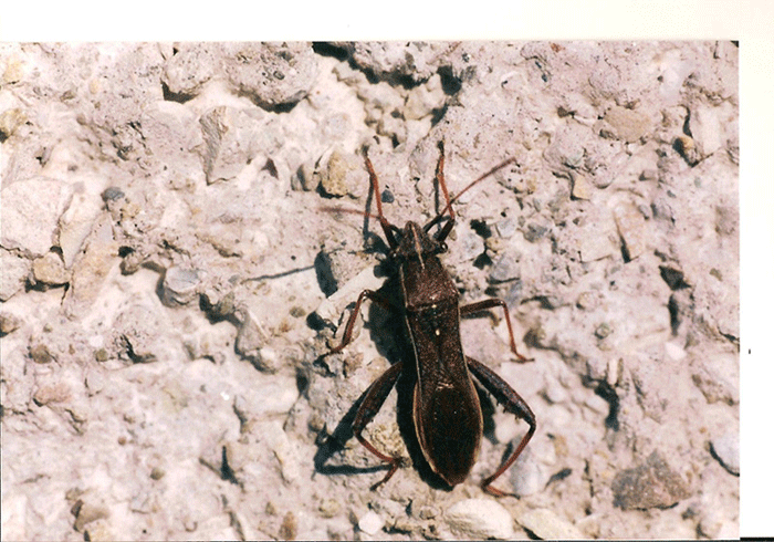 Alydidae: Camptopus lateralis del Modenese